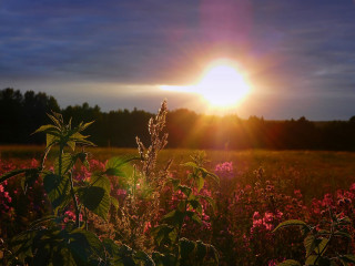 Sunset field pink flowers trees - impressionist free wallpaper