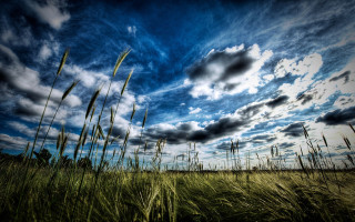 Field clouds horizon mountain ocean - tall grass free wallpaper