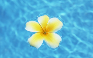 Yellow flower floating pool blue - a pool of water free wallpaper