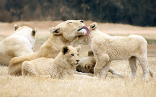 Polar bear cubs playing tongue - charlotte nasmyth free wallpaper