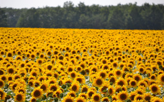 Sunflower field trees clouds yellow - the background and a sky background free wallpaper