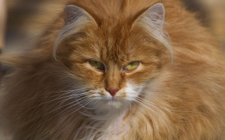 Cat long hair green eyes - a long hair free wallpaper