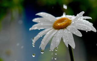 White flower water droplets macro 11 - petal free wallpaper for desktop