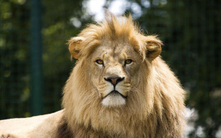 Lion mane fenced forest nature - a long mane free wallpaper