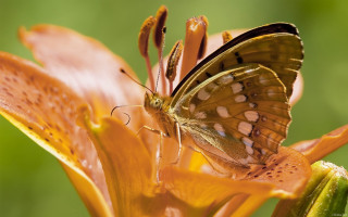 Butterfly flower green background macro 2 - derek chittock free wallpaper