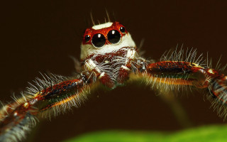 Spider leaf eyes long tail - a leaf free wallpaper