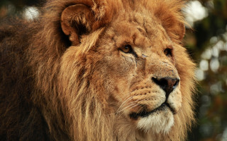 Lion closeup bushy background eye - a blurry background of trees and bushes free wallpaper