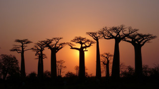 Sunset trees people bamboo forest - a group of trees free wallpaper