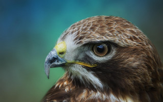 Bird of prey closeup blurry 5 - prey free wallpaper