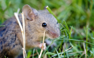 Small mouse grass photorealistic nature - naturalism free wallpaper