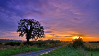 Sunset rural road tree field - a puddle of water free wallpaper