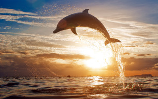 Dolphin sunset backlit ocean clouds - the cloud free wallpaper