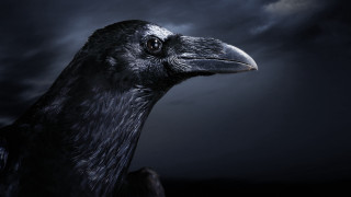 Black bird cloudy sky oversized - a black bird free wallpaper