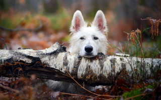 White dog chewing branch woods - a white dog free wallpaper