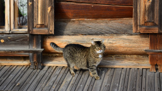 Cat wooden floor ecological art - a woodcut free wallpaper