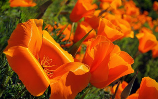Orange flower field macro autumn - a few yellow flower free wallpaper