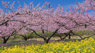 Flower field purple yellow sky - free spring wallpaper