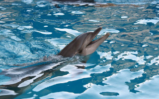 Dolphin pool water rayonism digital - its mouth free wallpaper