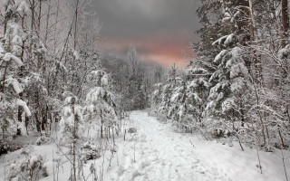 Snowy forest path pink sky - a pink sky in the background free wallpaper
