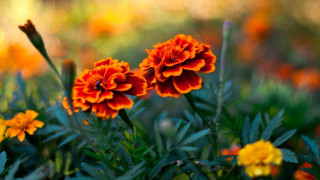 Orange flower field yellow background - yellow flower free wallpaper
