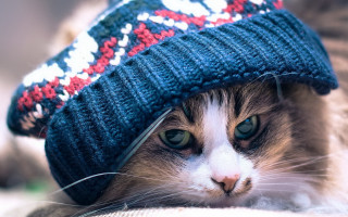 Cat blue hat couch winter 2 - furry free wallpaper