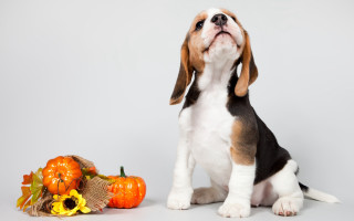 Dog pumpkin basket orange shiba - a white background free wallpaper for desktop