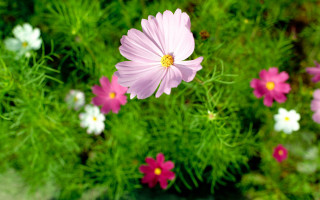 Pink flower field blurry background 3 - a pink flower free wallpaper
