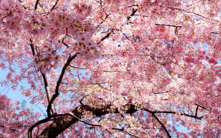 Pink sakura blossoms tree blue - the sky above free wallpaper for desktop