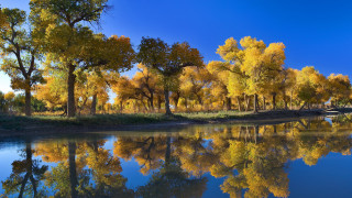 River trees bridge sky clouds - a river free wallpaper for desktop