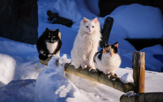 Three cats snow log renaissance - an album cover free wallpaper