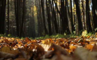 Autumn forest leaves light city - shallow free wallpaper for desktop