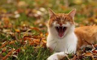 Cat yawning grass outdoors nature - animal free wallpaper for desktop