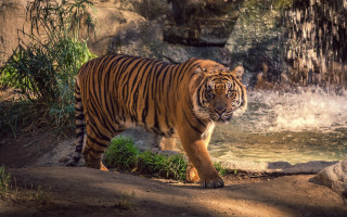Tiger river waterfall zoo marble - a river next free wallpaper