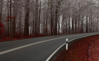 Forest road sign blood branch - the side of the road free wallpaper