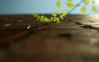 Plant sprouts wooden surface blue - a few green leaf free wallpaper