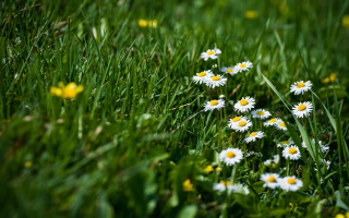 Daisies grass yellow flowers blurry 2 - a bunch of daisies free wallpaper