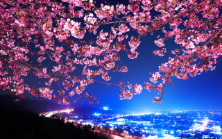 Pink cherry blossoms city night - choi buk free wallpaper for desktop