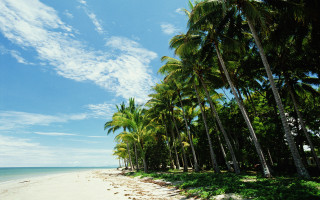 Beach palm trees blue sky 17 - a few person free wallpaper