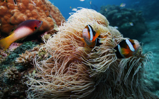 Clownfish anemone underwater nature monster - a jigsaw puzzle free wallpaper for desktop