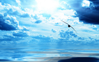 Bird water sky clouds sunbeams - sunbeam free wallpaper