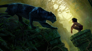 Woman kneeling black cat forest - drew struzan free wallpaper