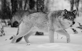 Wolf snow forest night milkyway - caspar wolf free wallpaper