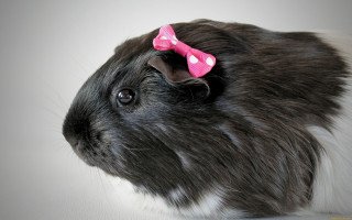 Black white rabbit pink bow - a pink bow free wallpaper