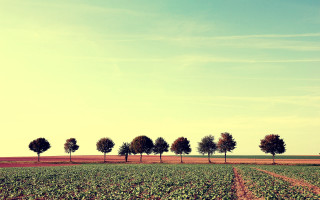 Row of trees field sunset - a row of trees free wallpaper