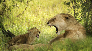 Lion cub in grass nature - the grass together free wallpaper