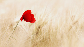 Red rose macro solo wheat - soft free wallpaper
