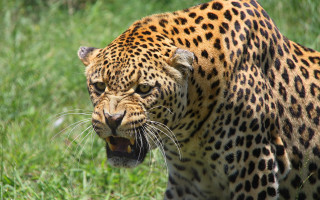 Leopard open mouth jungle camouflage - tooth wide open free wallpaper