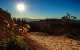 Dirt path yellow flowers mountain - the sun shining free wallpaper