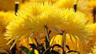 Yellow flowers grass together bunch - the grass together free wallpaper