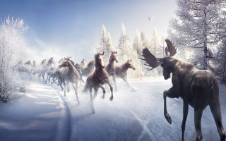 Horses snowy forest birds fantasy - leesha hannigan free wallpaper
